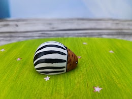 Potato beetle