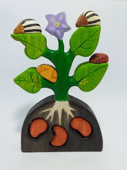 Potato beetle life cycle